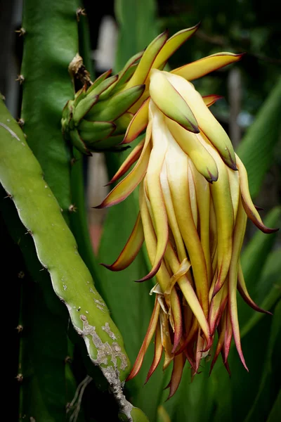 Plantas Fruta Dragão Estão Flor Tão Bonito — Fotografia de Stock