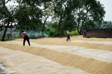 Lamongan, Doğu Java Endonezya - 13 Mart 2022: Endonezyalı çiftçiler pirinç tarlalarından toplanan taze çeltik tohumlarını kurutuyorlar,                               