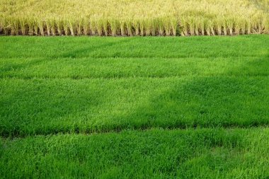 yeşil ve sarı renkte kompozisyon, yeni nesil, genç Paddy yaşlı Paddy 'nin yerini aldı