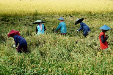 Lamongan, Doğu Java Endonezya - 09 Mart 2022: çiftçiler geleneksel yöntemle pirinç bitkilerini, yani orak kullanarak hasat ediyorlar.                               