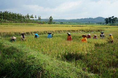 Lamongan, Doğu Java Endonezya - 09 Mart 2022: Endonezyalı çiftçiler geleneksel yöntemle pirinç hasadı yapıyorlar, yani bir orak.                               