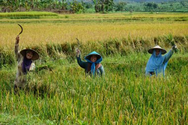Lamongan, Doğu Java Endonezya - 09 Mart 2022: Endonezyalı çiftçiler geleneksel yöntemle pirinç hasadı yapıyorlar, yani bir orak.                               