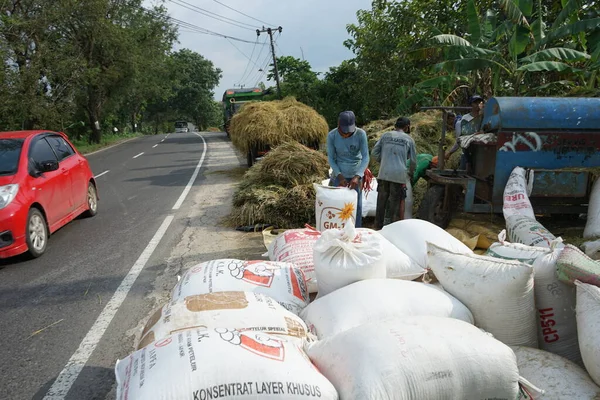 Lamongan Giava Orientale Indonesia Marzo 2022 Gli Agricoltori Indonesiani Raccolgono — Foto Stock