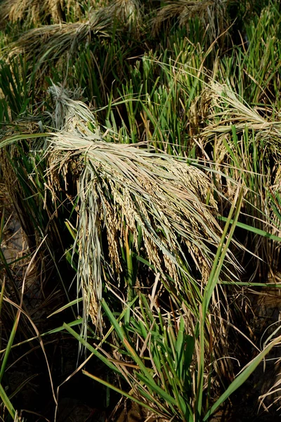 Harvested Rice Plants Cut Manual Sickle — Stock Photo, Image