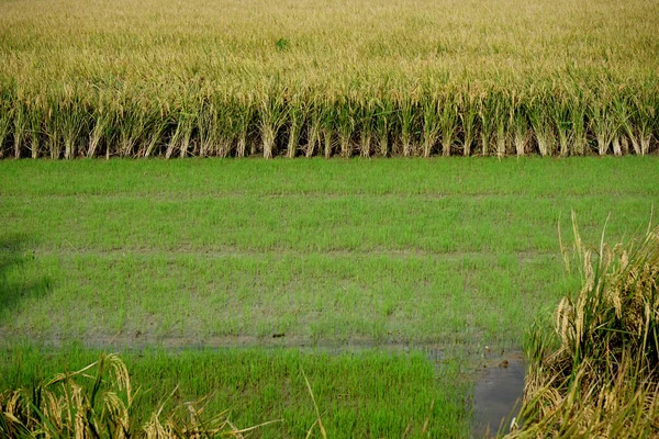 Grüne Und Gelbe Farbkomposition Die Nächste Generation Junger Paddy Ersetzt — Stockfoto