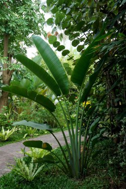 Evin arkasındaki bahçede Pisang Kipas ya da Ravenala madagascariensis çok güzeldir.