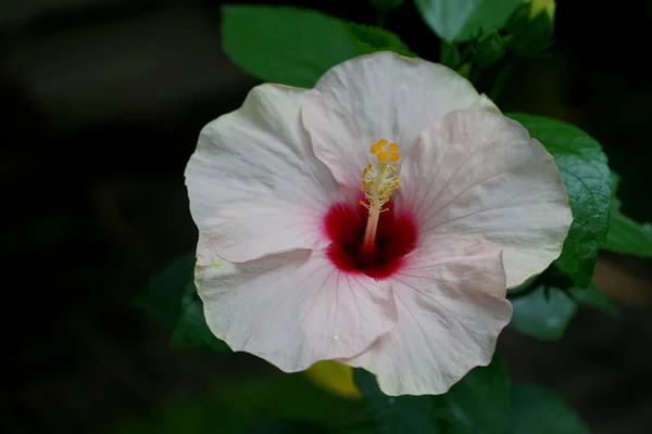 Exotische Tropische Witte Hibiscus Plant Bunga Sepatu Gedijt Tuin — Stockfoto