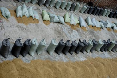 Güneşte çeltik tohumlarını kurutmak