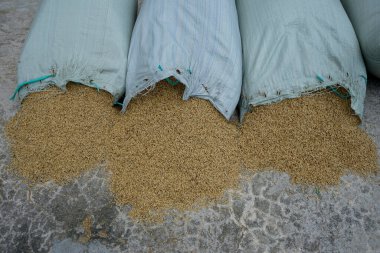 Güneşte çeltik tohumlarını kurutmak