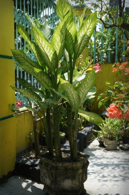 Sri Rejeki bitkisi (Aglaonema) veya Çin bitkisi (