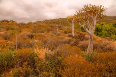 Batı Burnu 'nun yarı çöl Karoo bölgesinde hayalperest ve nostaljik manzara. Aloe ve suluların hüküm sürdüğü ve Titrek ağaçların ihtişamlarını sergilediği yer. Kahverengi ve doğal dokular rahat ve sıcak bir iç atmosfer yaratacaktır..