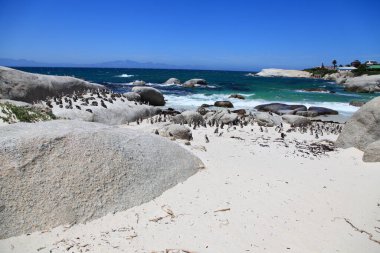 Boulders Sahili 'nde Penguen kolonisi olan Mavi Okyanus, Simon' un Güney Afrika Kasabası.