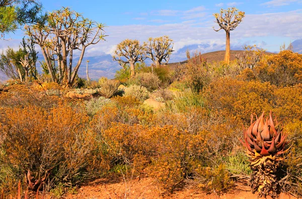 Южноафриканский Пейзаж Кару Пустыня Колчанами Деревьев Алоэ Горном Фоне — стоковое фото