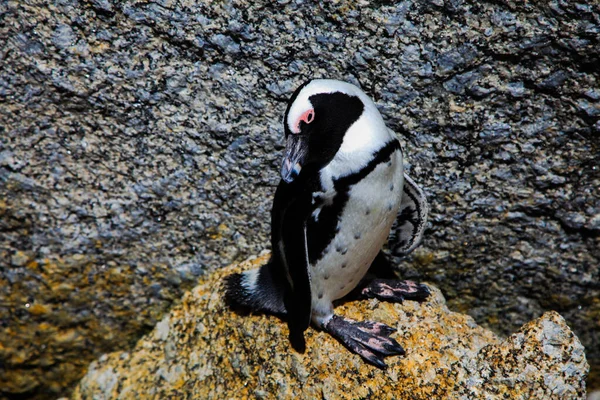 Afrikanska Pingviner Avslappnade Med Oss Att Det Inte Konstigt Att — Stockfoto
