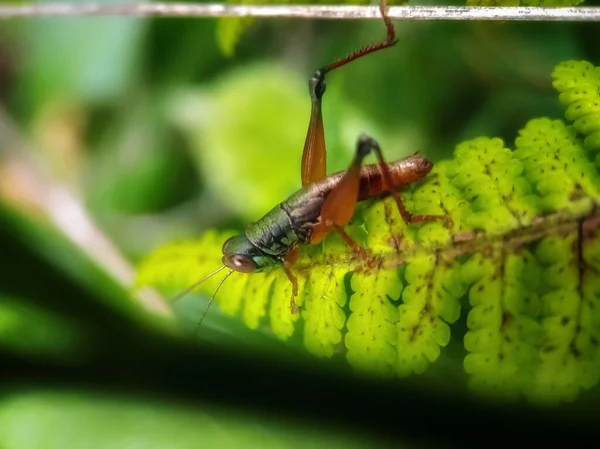 Sauterelle Sur Une Feuille Sur Fond Flou — Photo