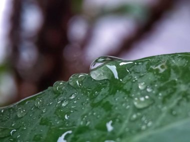 Bulanık arkaplanda Yapraklar Üzerine Seçici Yağmur Damlaları Odağı