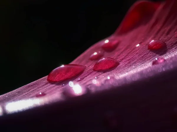 Foco Seletivo Gotas Chuva Folhas Fundo Embaçado — Fotografia de Stock