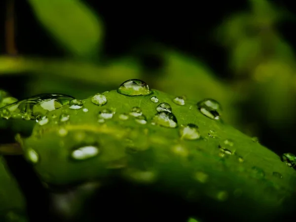 Selective Focus Raindrops Leaves Blurred Background — Stock Photo, Image