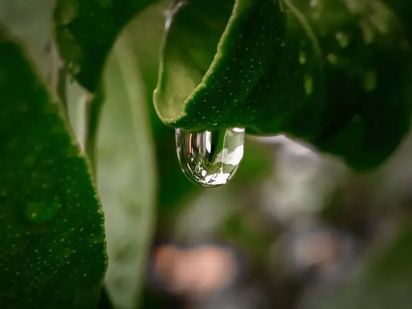 Selektiver Fokus Von Regentropfen Auf Blättern Auf Verschwommenem Hintergrund — Stockfoto