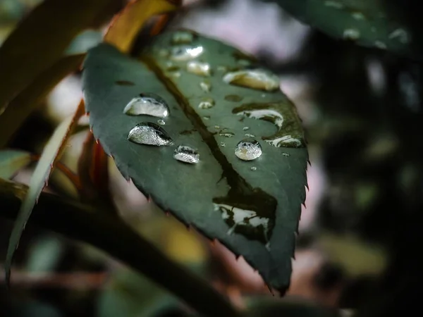 Enfoque Selectivo Gotas Lluvia Hojas Sobre Fondo Borroso — Foto de Stock