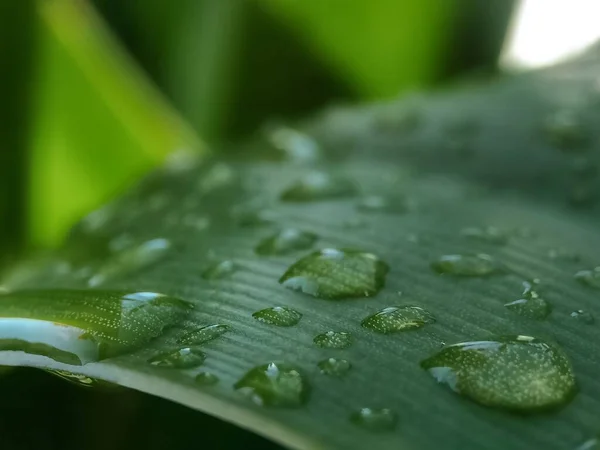 背景模糊的叶上雨滴的选择性聚焦 — 图库照片