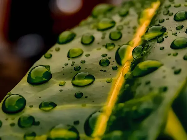 背景模糊的叶上雨滴的选择性聚焦 — 图库照片