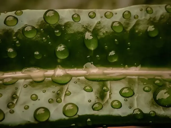 背景模糊的叶上雨滴的选择性聚焦 — 图库照片