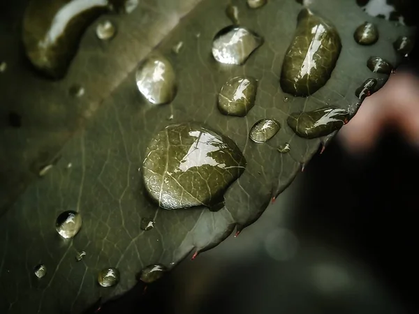 Selektiver Fokus Von Regentropfen Auf Blättern Auf Verschwommenem Hintergrund — Stockfoto