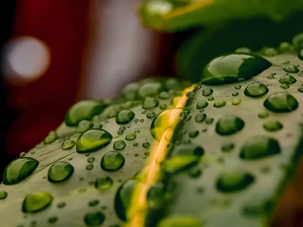 Focus Selettivo Delle Gocce Pioggia Sulle Foglie Uno Sfondo Sfocato — Foto Stock