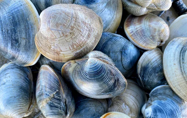 Chatham, Cape Cod 'da Taze Quahoglar