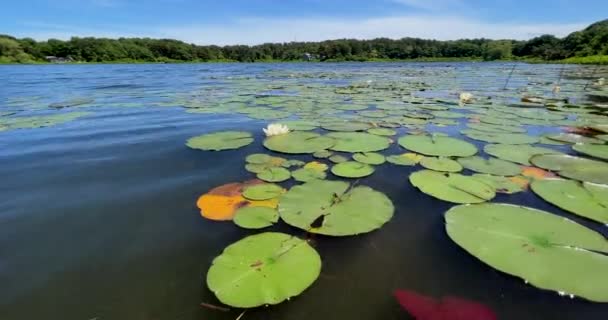 Kettle Hole Pond Lily Pad Chatham Cape Cod — Stockvideo