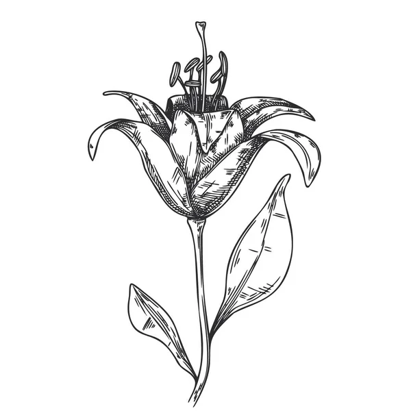 Skiss Blommor Lily Isolerad Vit Bakgrund Vektorillustration — Stock vektor