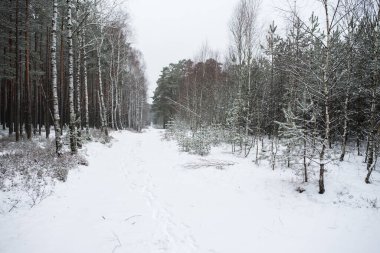 Birch forest on the left side of the road and spruce forest on the right side. Winter in Poland.