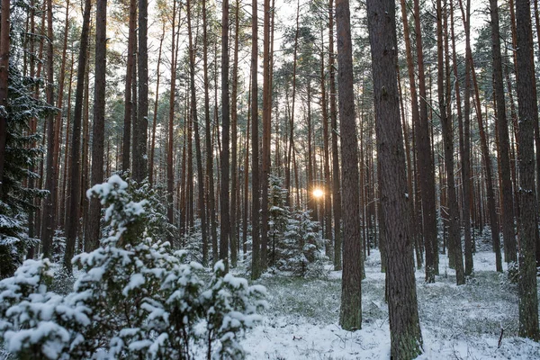 Huge Forest Bory Tucholskie National Park Poland — Zdjęcie stockowe