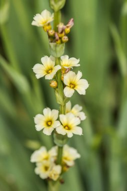 Sirinchium striatum 'u kapat, güzel sarı çiçekler. 