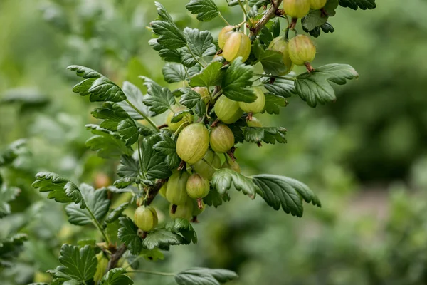 Çalının üzerinde olgunlaşan yeşil Bektaşi üzümleri.