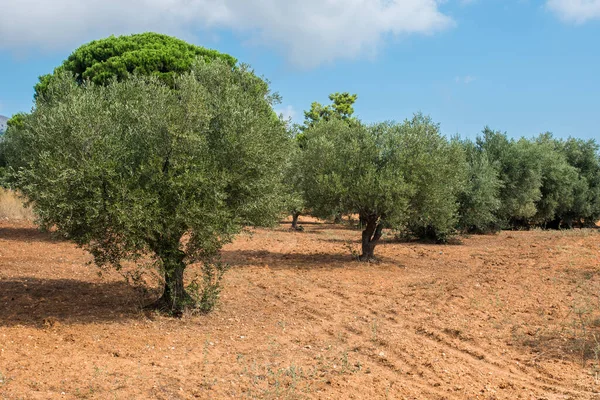 Una Granja Con Olivos — Foto de Stock