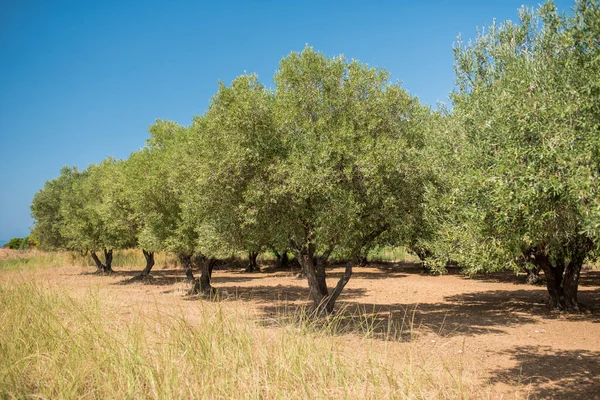 Olive grove in the Mediterranean.