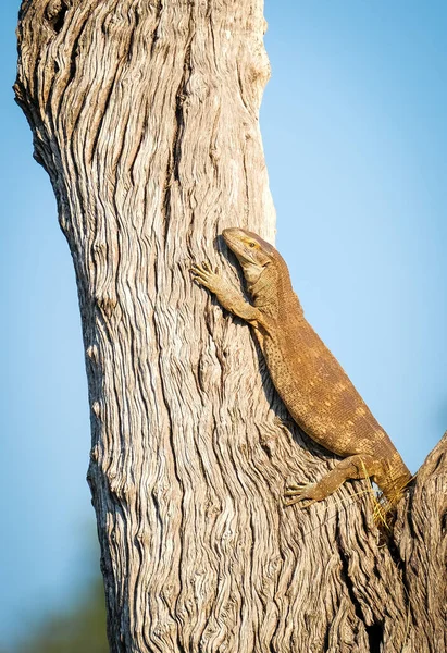 Monitor Lizard on a dead tree