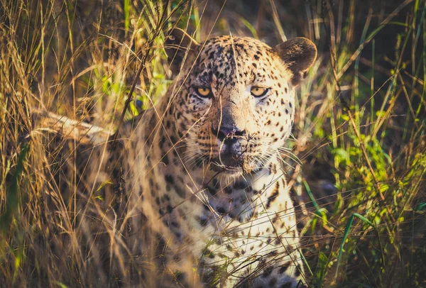 Male Leopard hiding in the grass