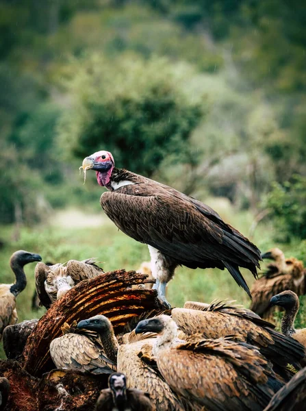 wild white vulture in the forest