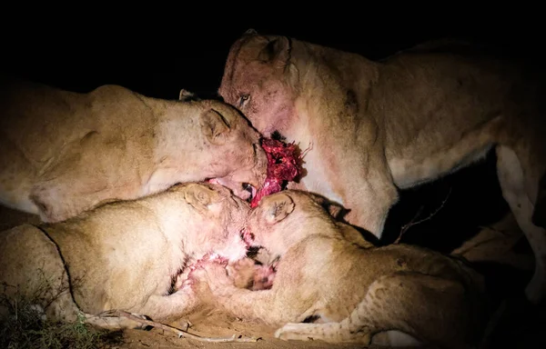 Orgullo Leones Con Una Muerte —  Fotos de Stock