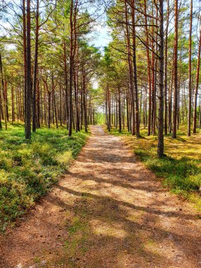 Ağaçların arasında keyifli bir yürüyüş.