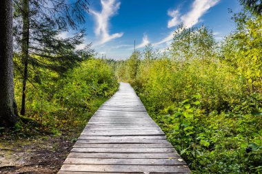 Güneşli bir günde Bataklık Ormanında Tahta Ördekler.