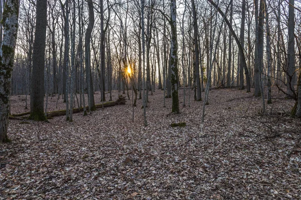 Baharın erken saatlerinde ormanda yumuşak güneş ışığı