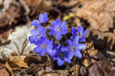 İlkbaharın başlarında açan mor çiçek veya Hepatica Nobilis