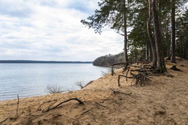 Yedekteki gölün kıyısındaki ağaçların kökleri.