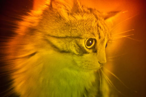 Arte de ilusão abstrata de foto de gato iluminado — Fotografia de Stock