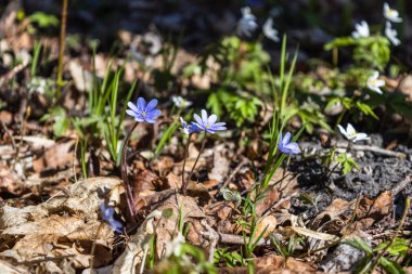 Hepatica Nobilis 'in mor ve beyaz çiçekleri ilkbaharın başlarında çiçek açıyor.