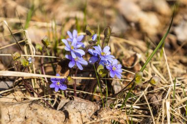 İlk bahar çiçeği, mavi kır çiçeği ya da Hepatica Nobilis ilkbaharın başlarında çiçek açıyor.